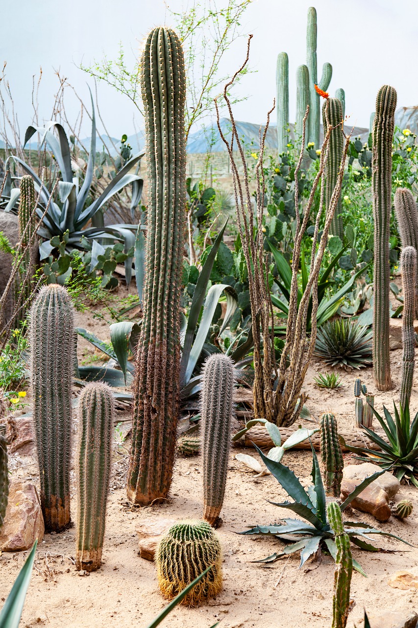 cactae  cacti  juicy free photo