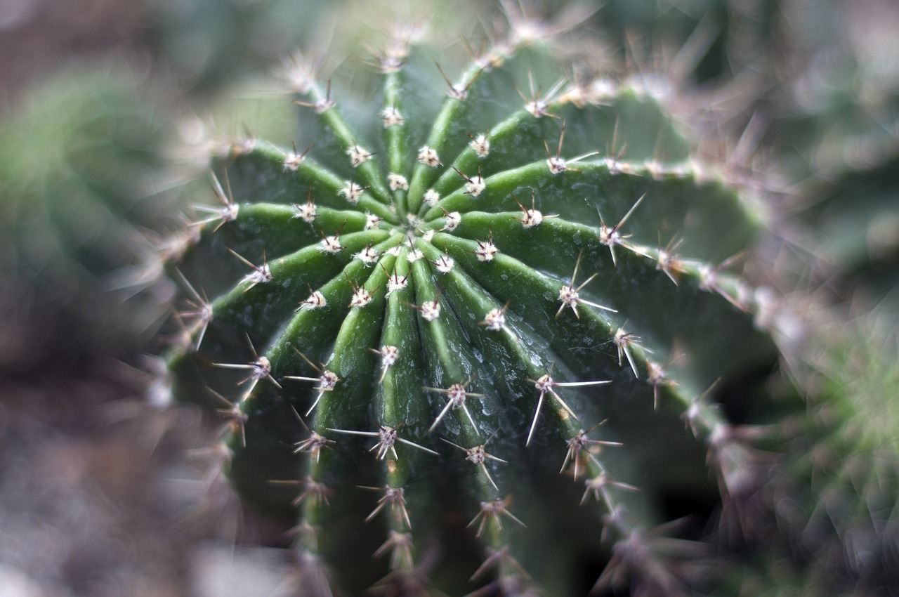 cacti cactus succulent free photo