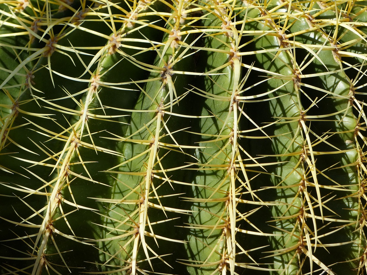 cacti plant desert free photo