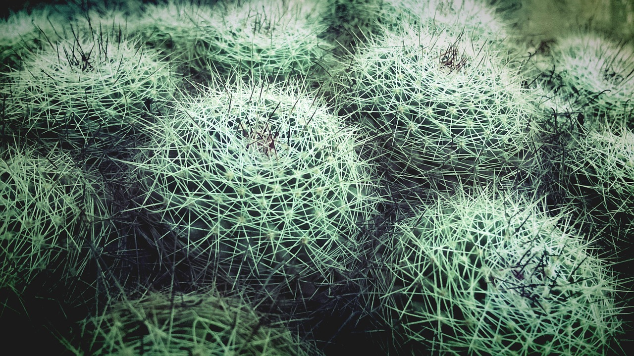 cacti desert cactus free photo