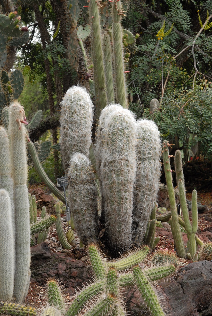 cacti andes peru free photo