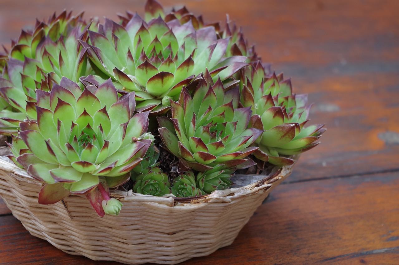 cacti nature vase free photo