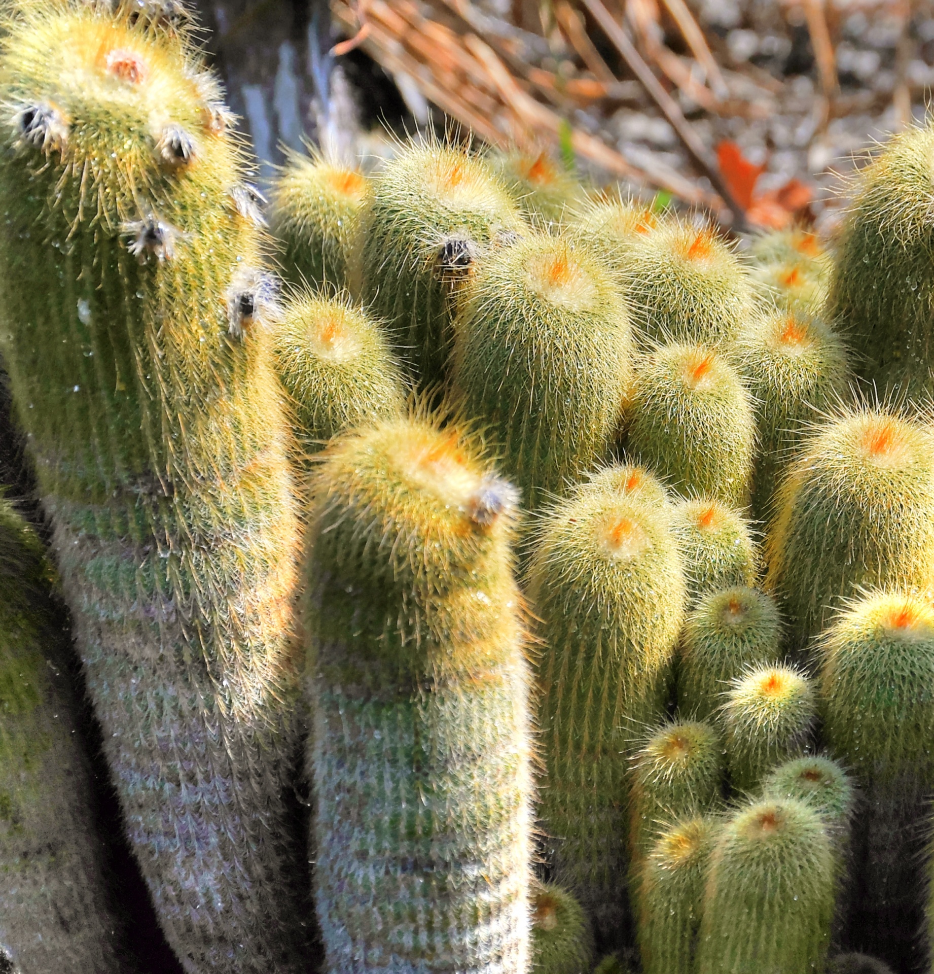 desert deserts cactus free photo