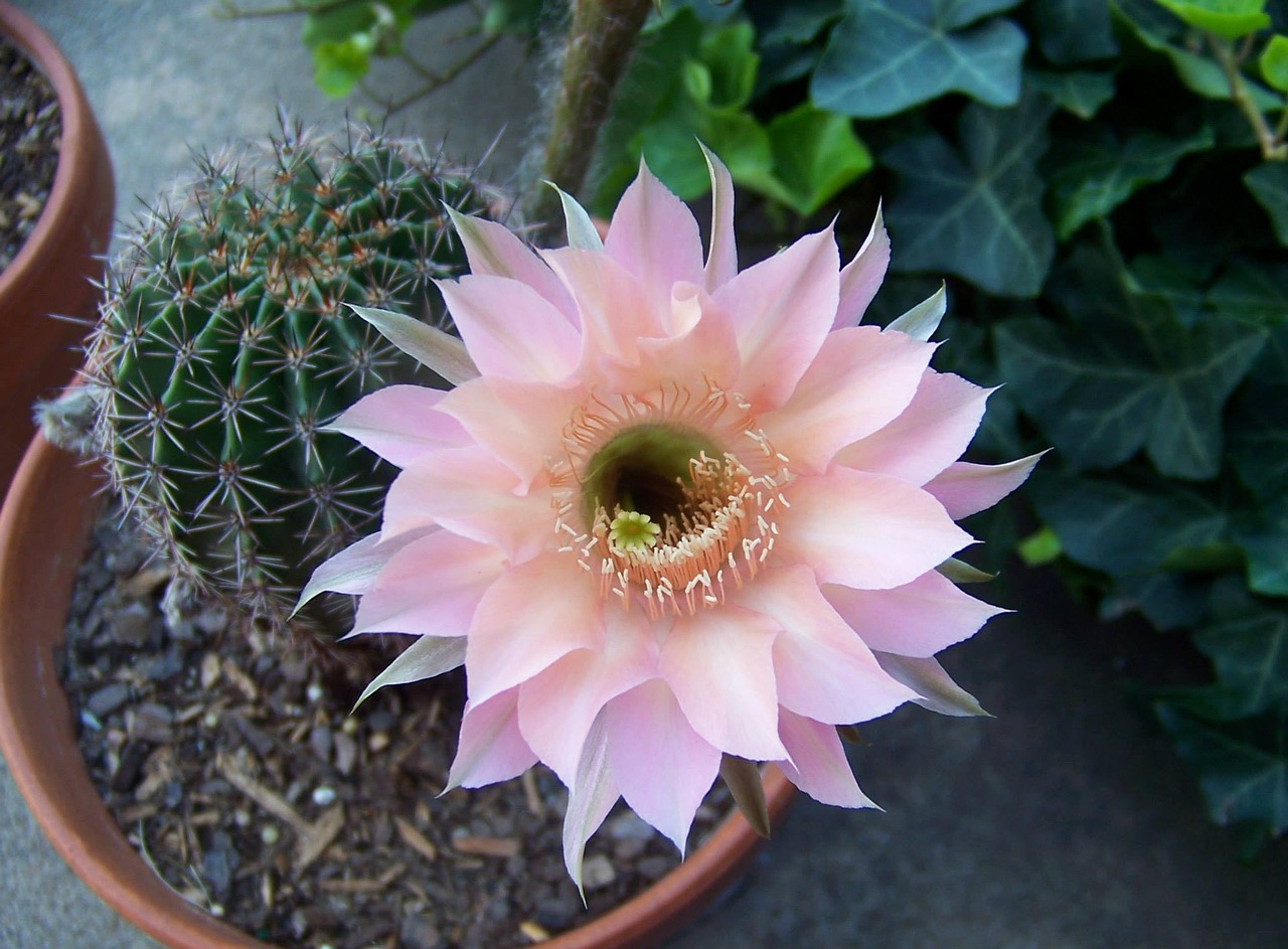 cactus blossom pink free photo