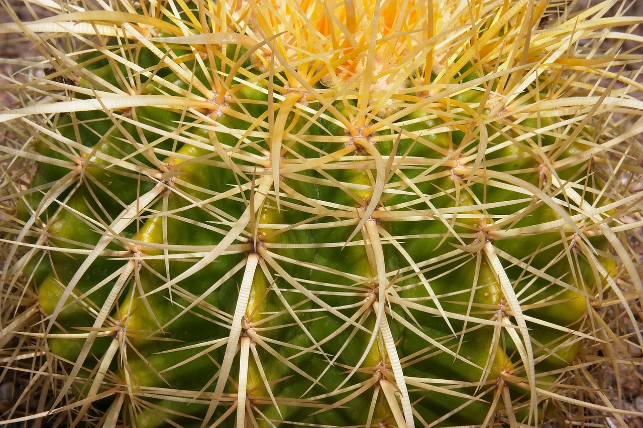 cacti desert landscape free photo