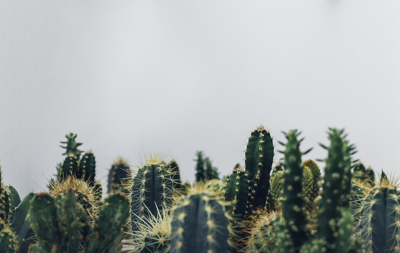cacti cactus cactuses free photo