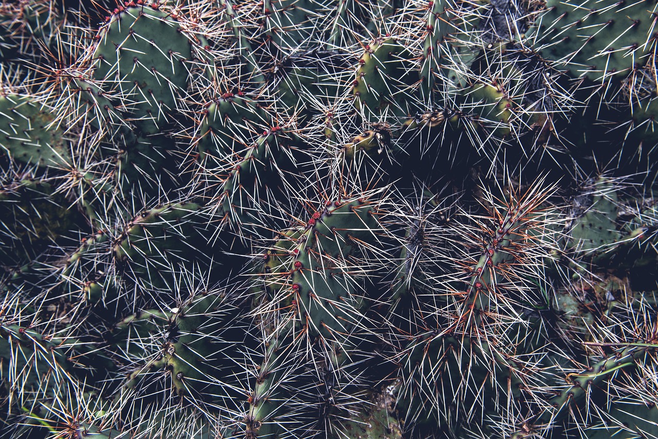 cacti close-up plant free photo