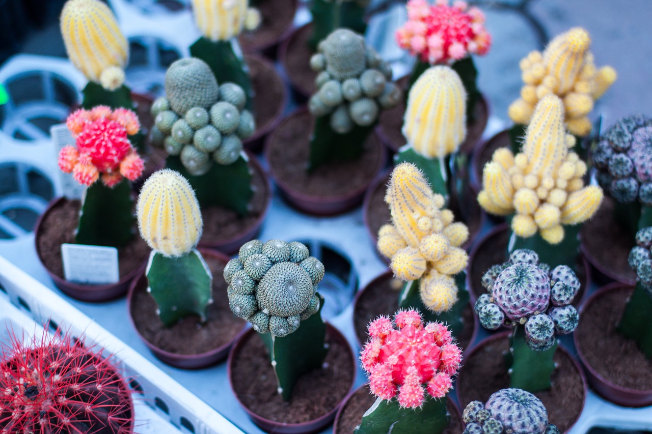 cacti flowering plant plants free photo