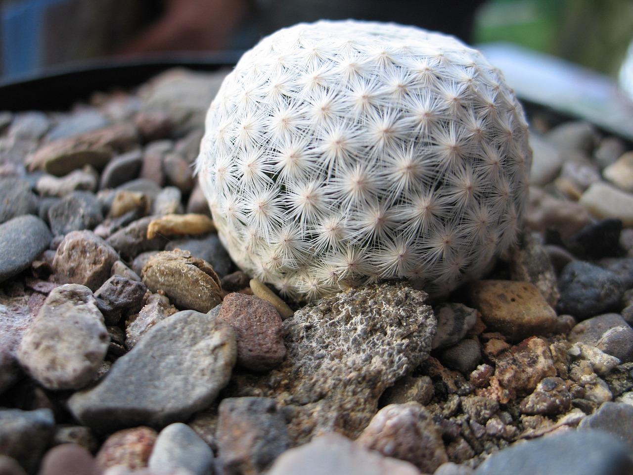 cacti queretaro cactus-mexico free photo