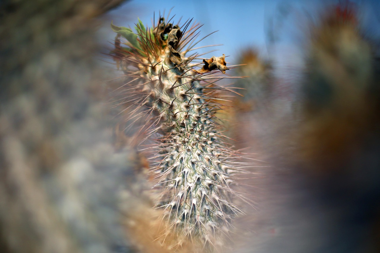 cacti desert succulent free photo