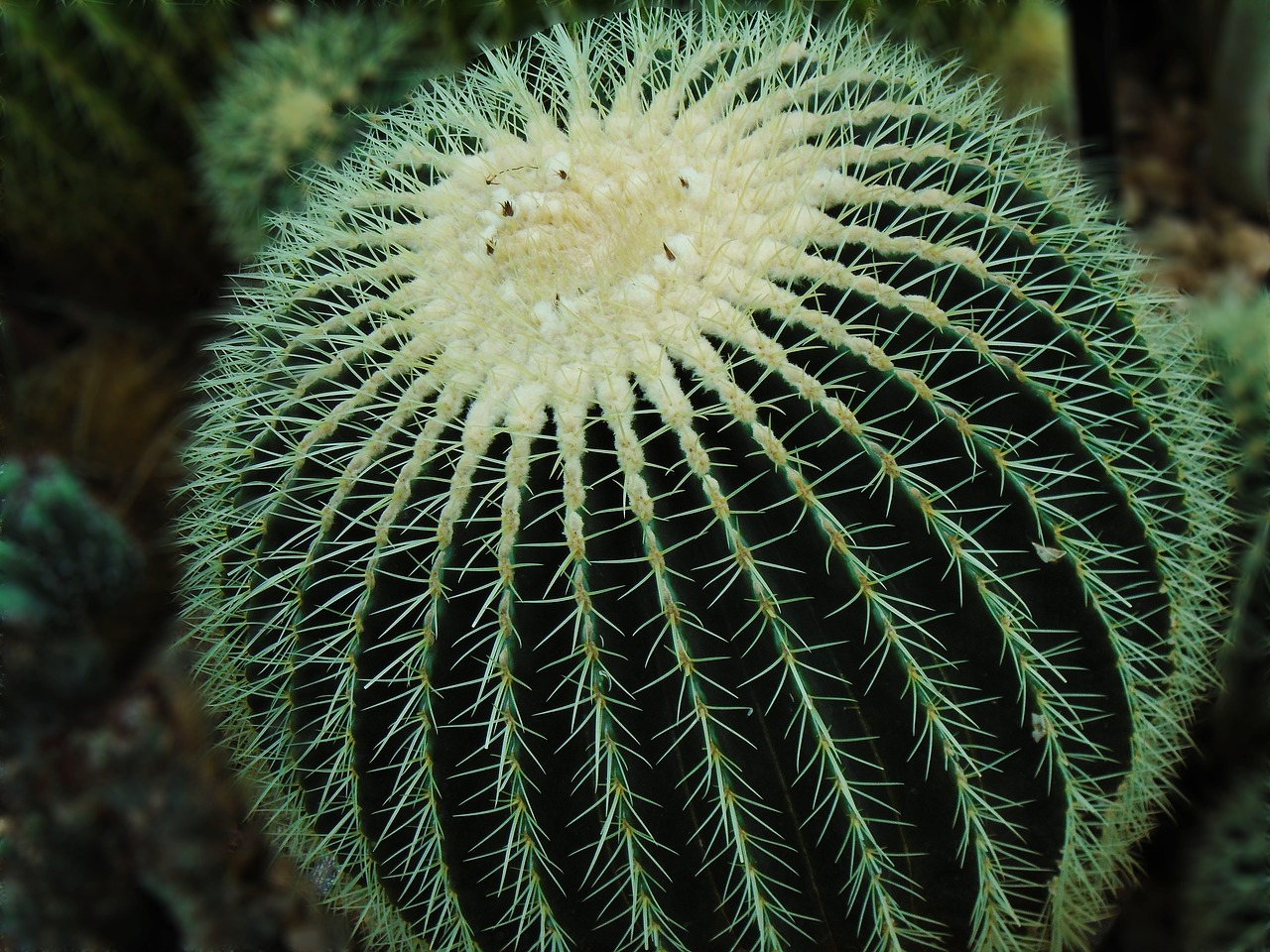 cacti desert cactus free photo