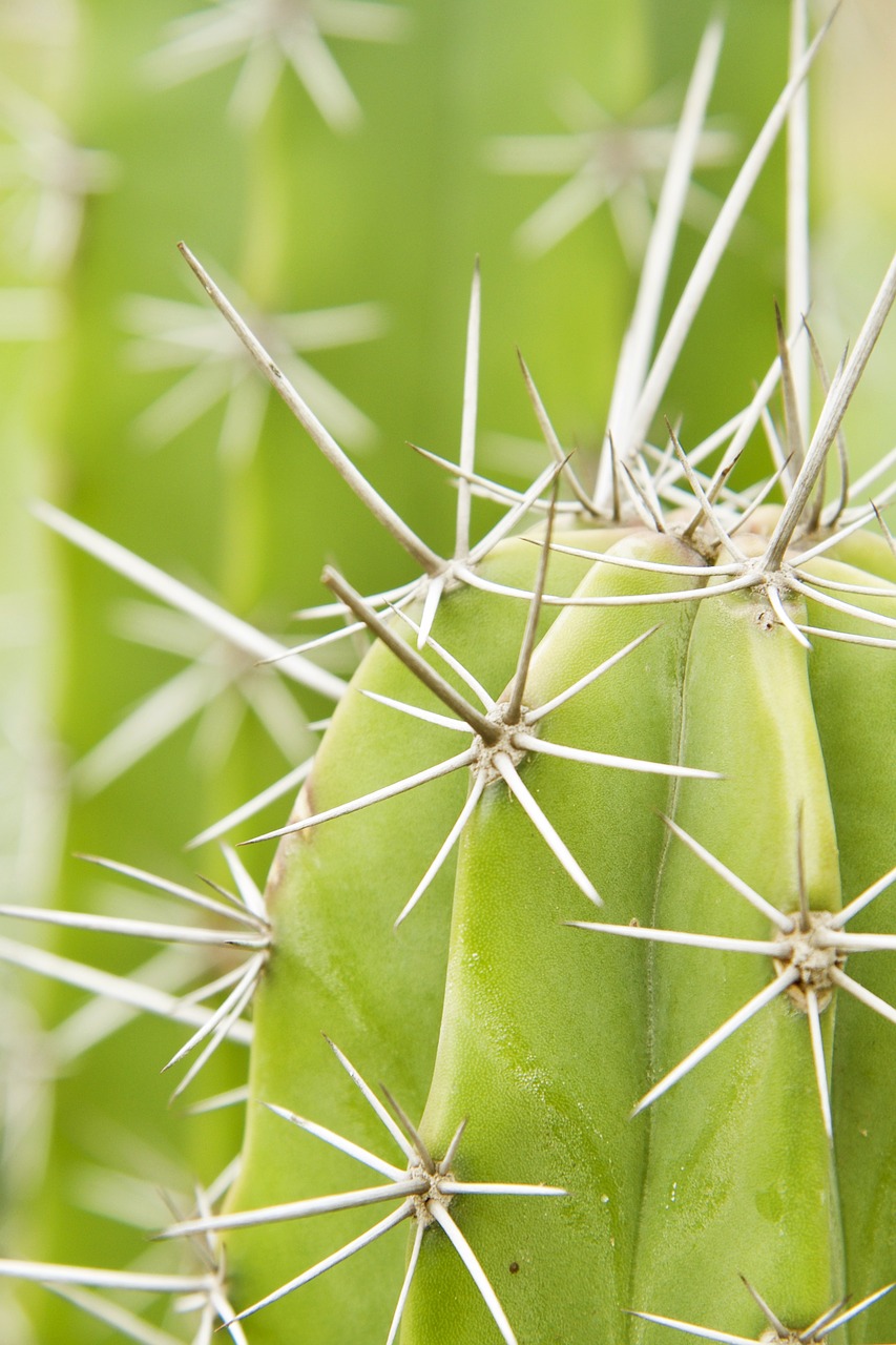 cacti cactus thorn free photo