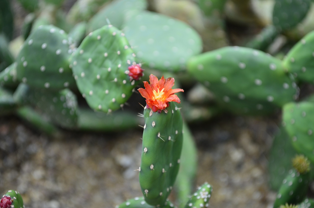 cacti nature flower free photo