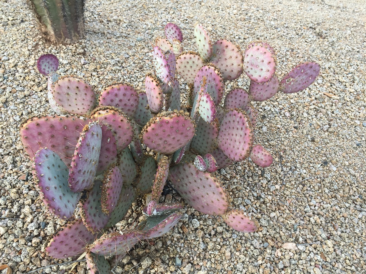 cacti cactus pink cactus free photo