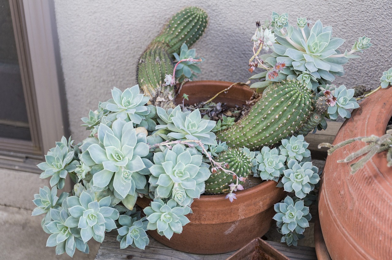 cacti pale green pots free photo