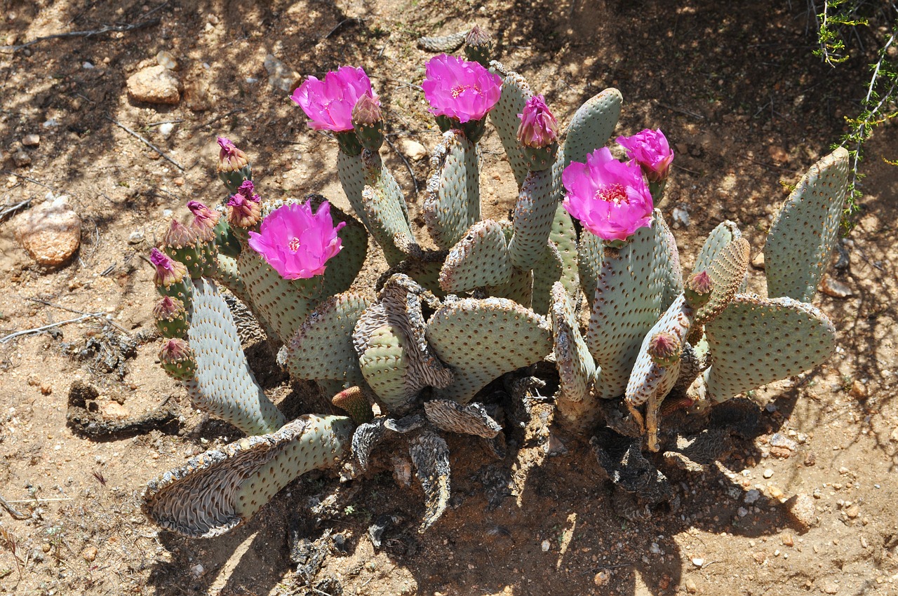 cacti cactus desert free photo