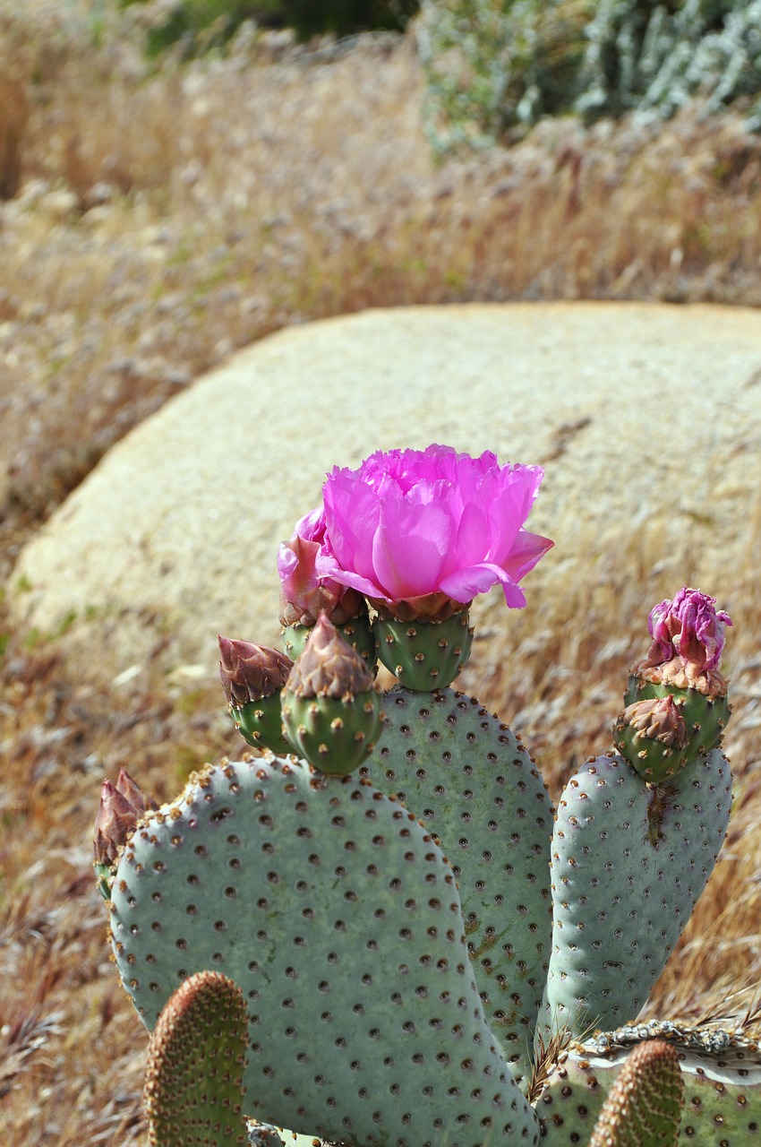 cacti cactus desert free photo