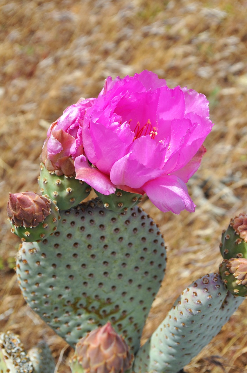 cacti cactus desert free photo