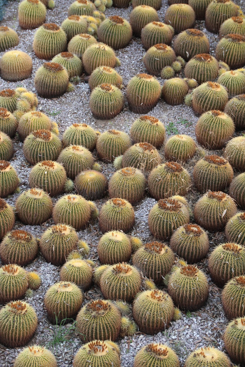 cacti cactus california free photo