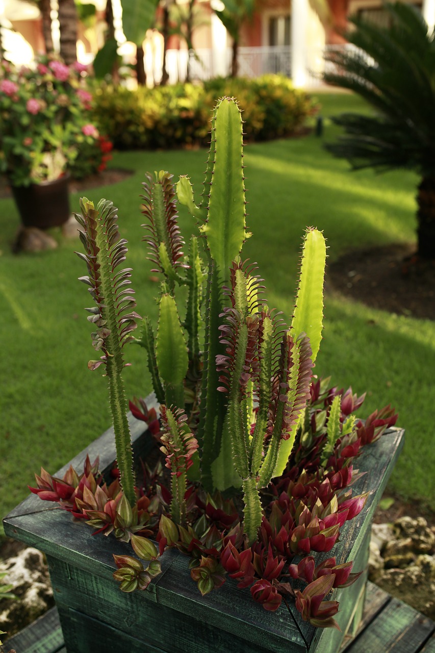 cacti  hotel free pictures free photo