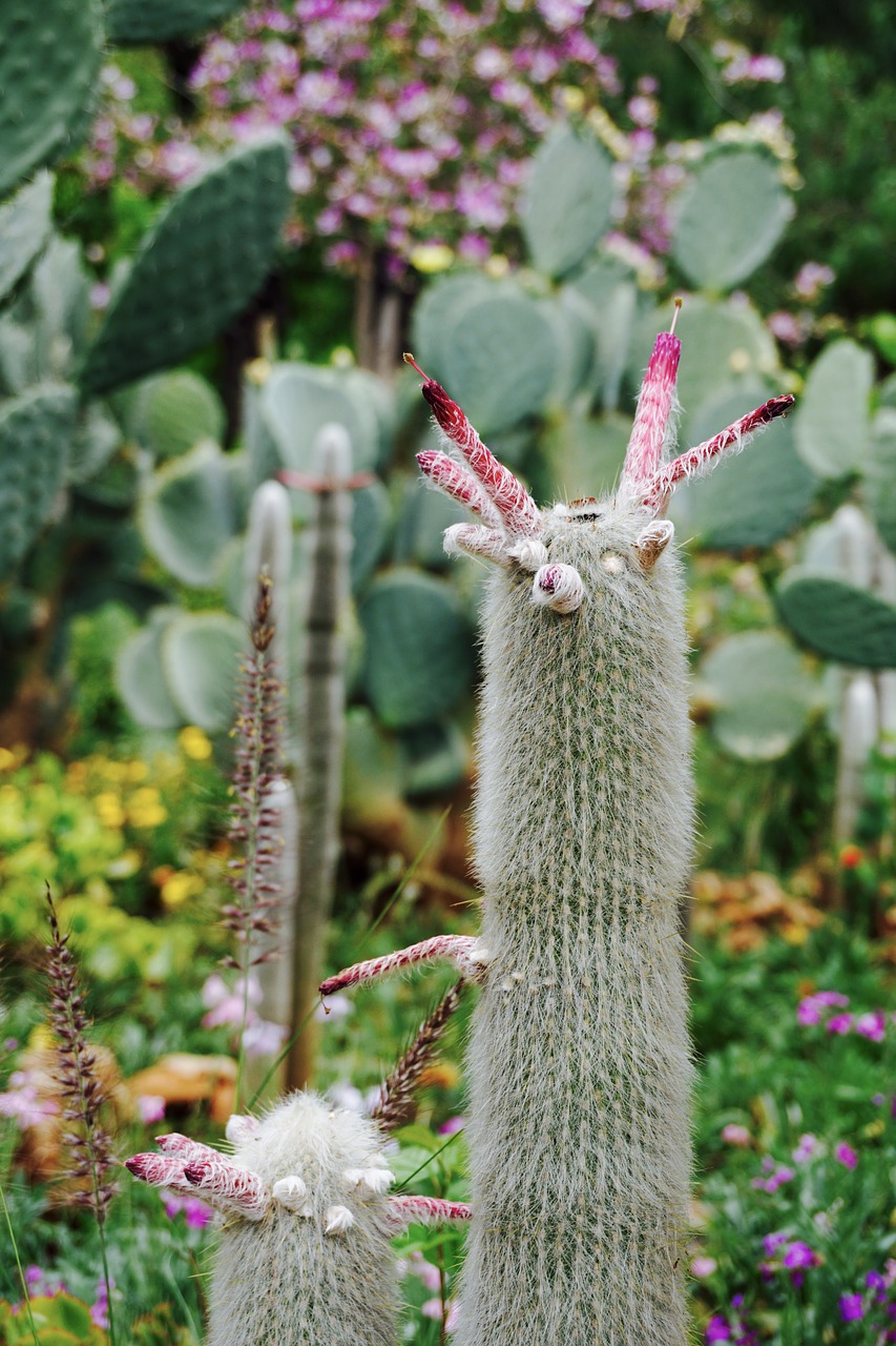 cacti  cactus  bloom free photo