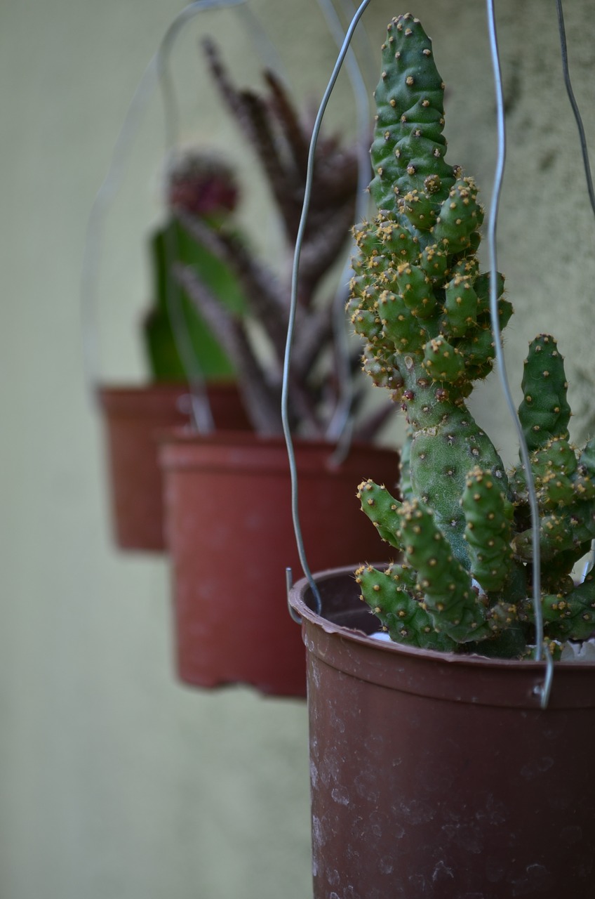 cacti green garden free photo