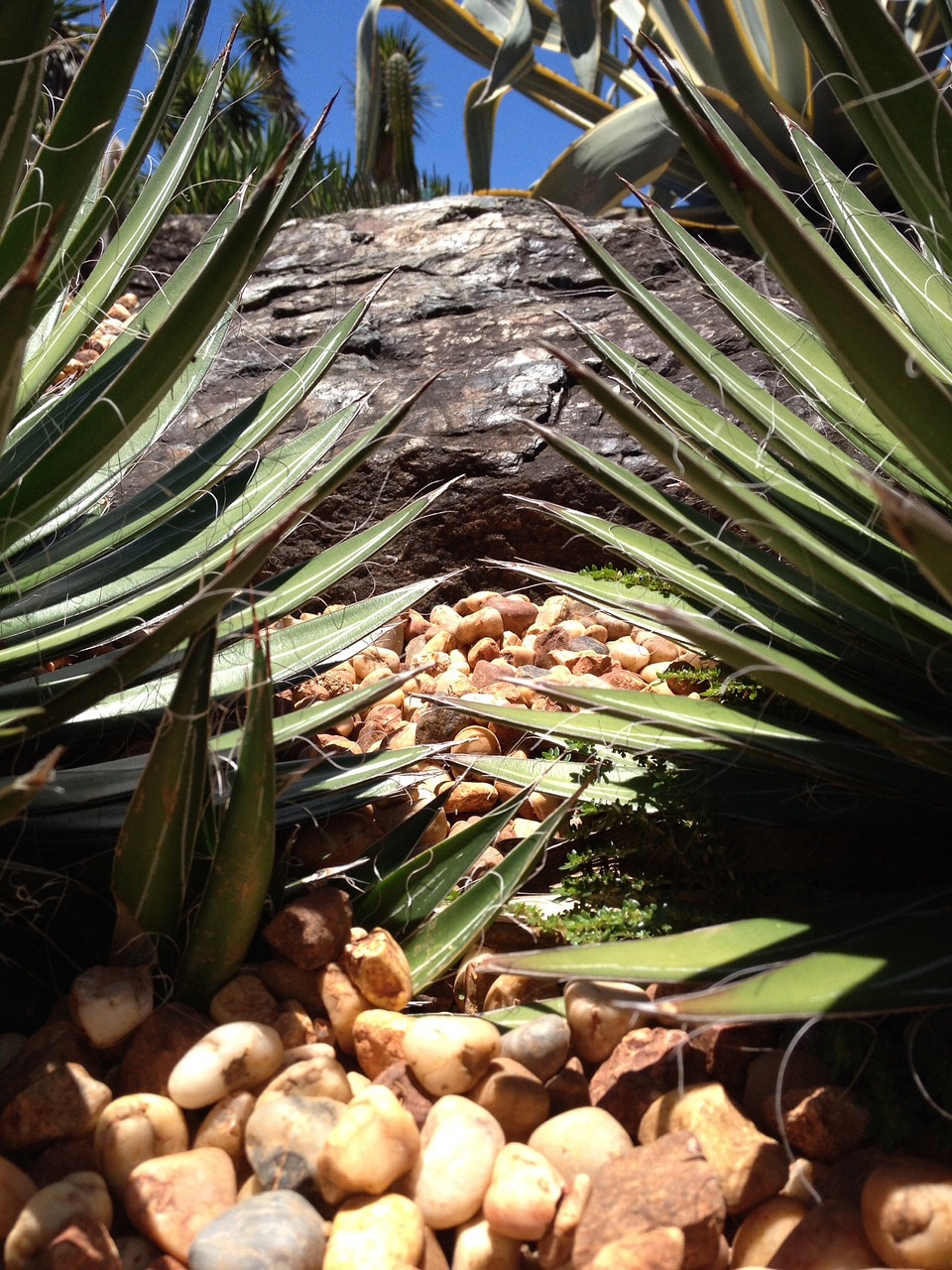 cacti plant se free photo