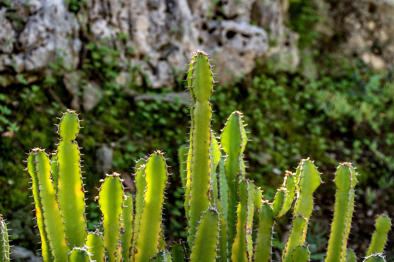 cacti  cactus  plants free photo