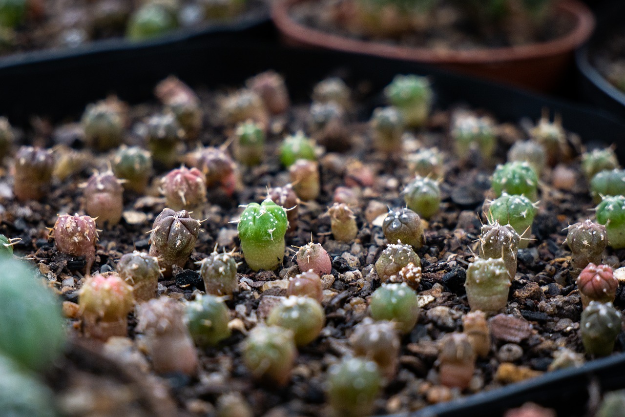 cacti  cactus  astrophytum free photo