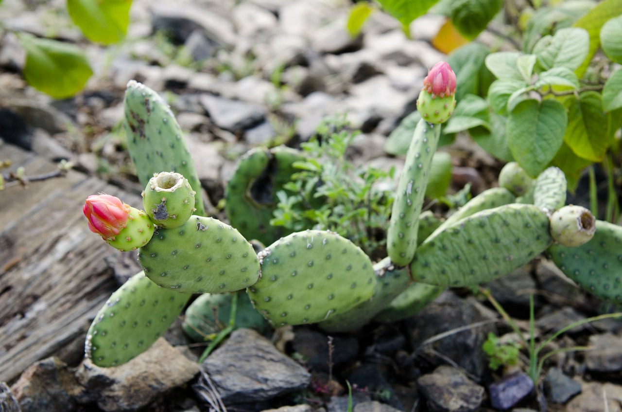 cacti thorny plant cactus flower free photo