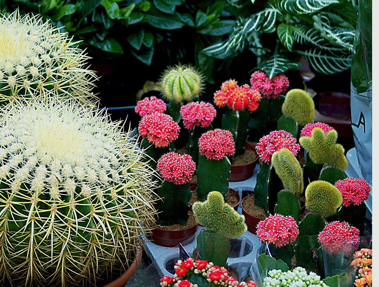 cacti spherical white free photo