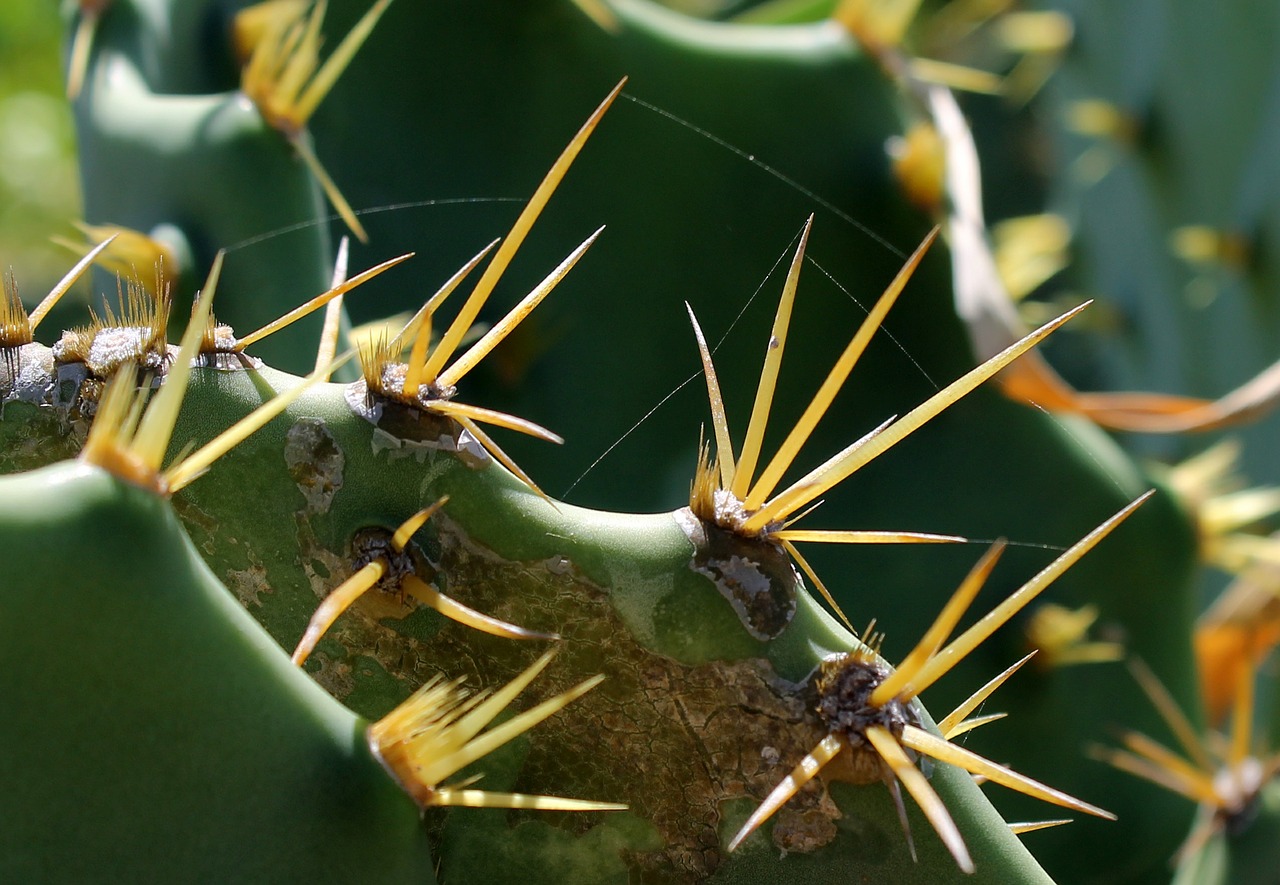 cacti leaf cactus plant free photo
