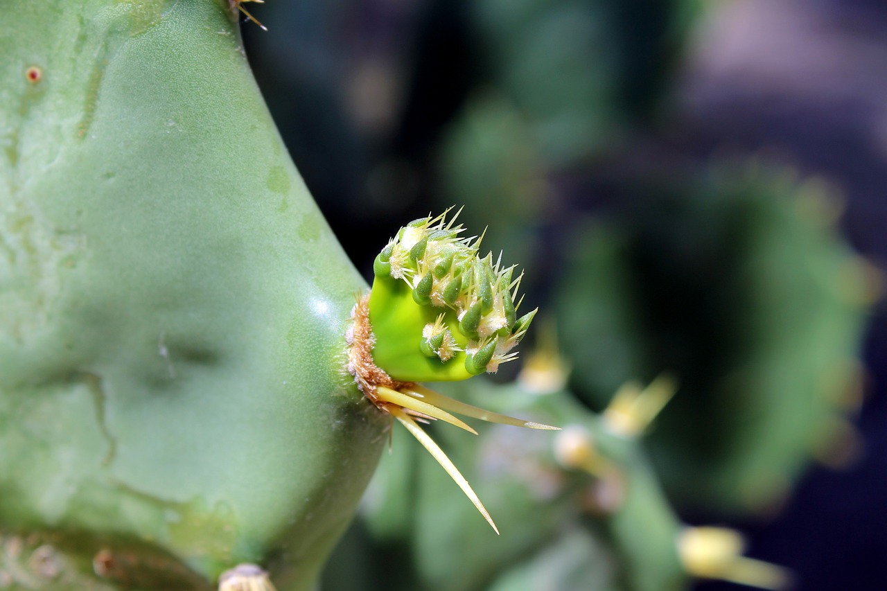 cacti leaf cactus plant free photo