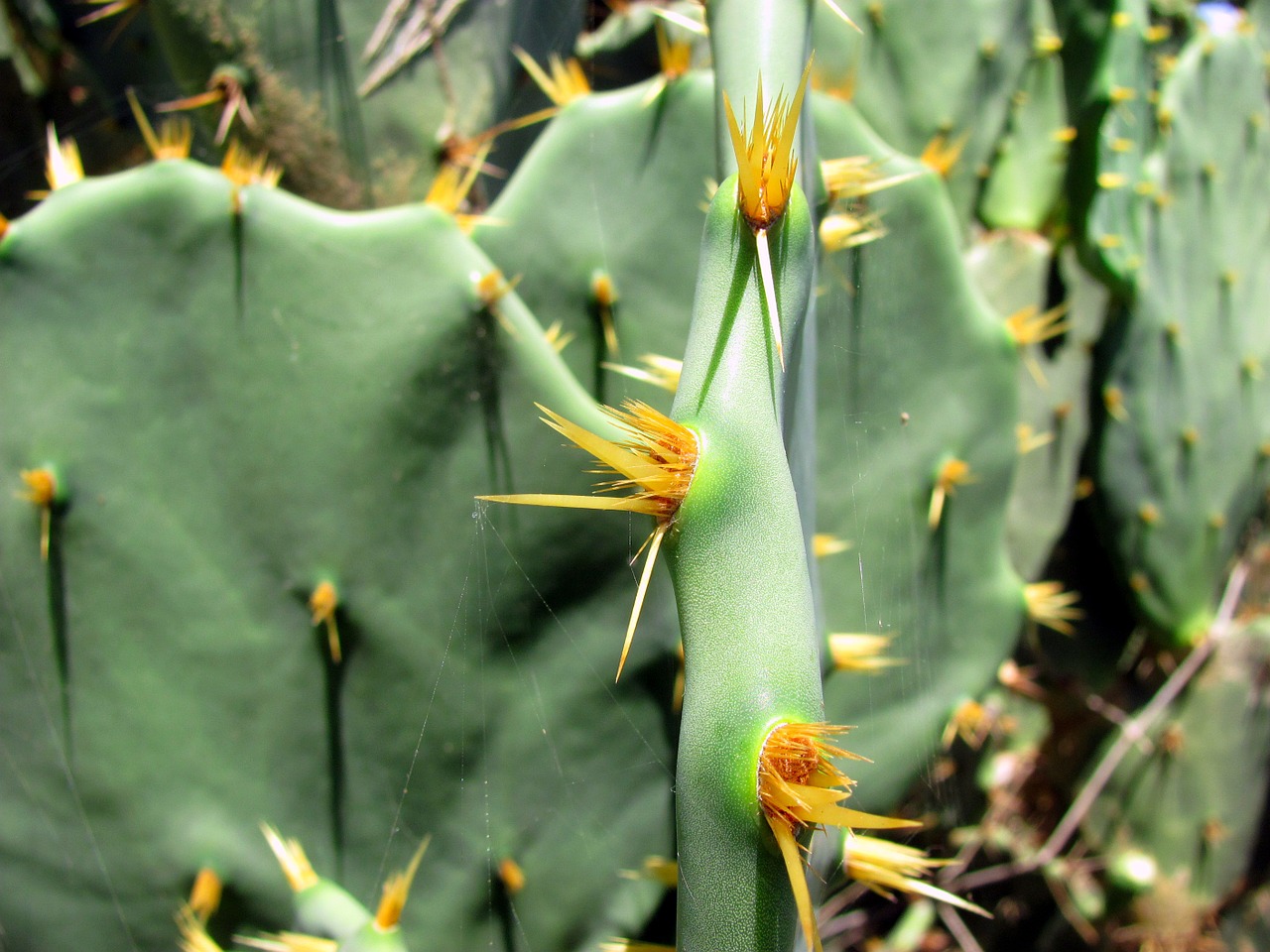 cacti leaf cactus plant free photo