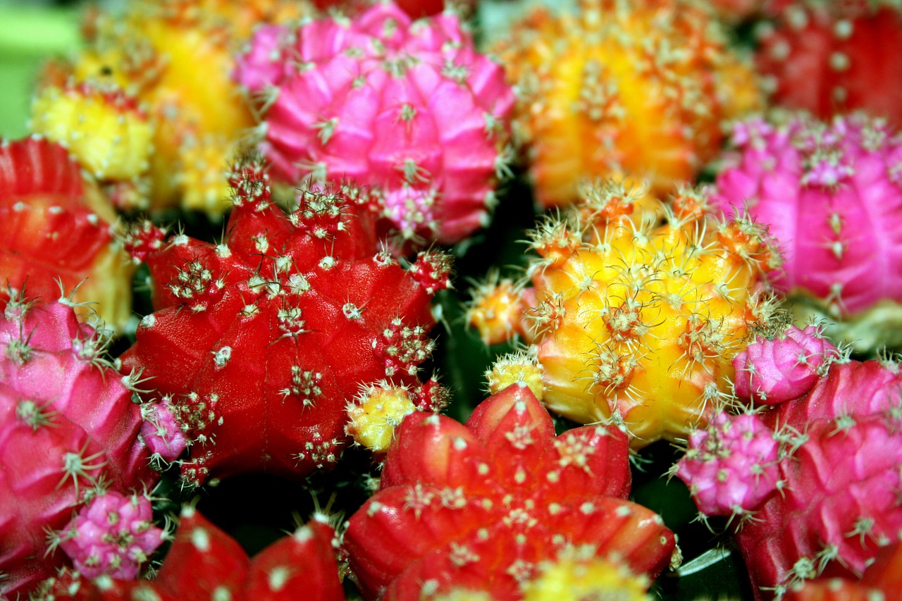 cacti cactus flowers free photo