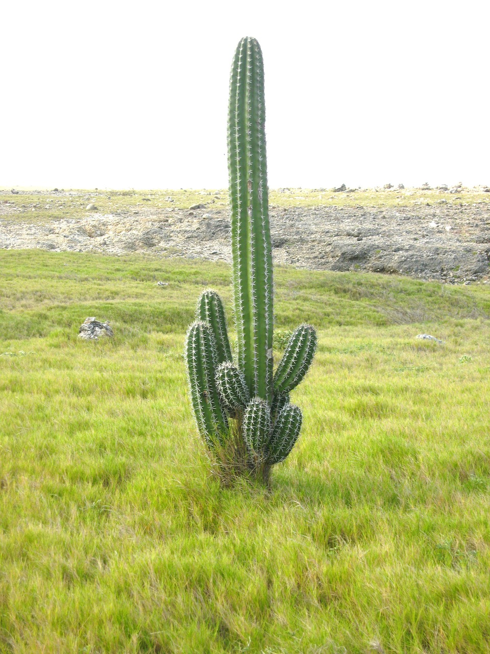 cacti landscape aruba free photo