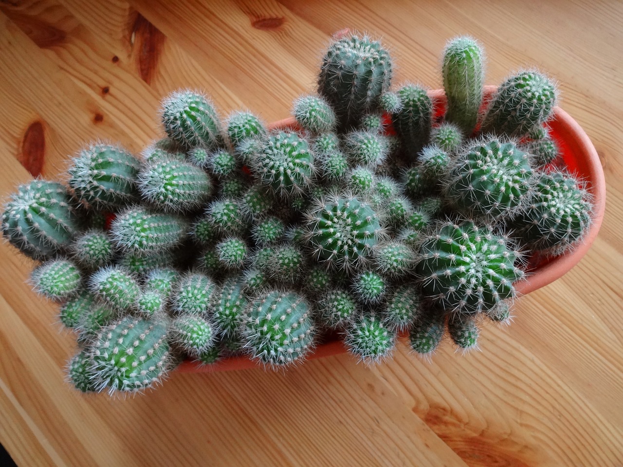 cacti spikes houseplants free photo