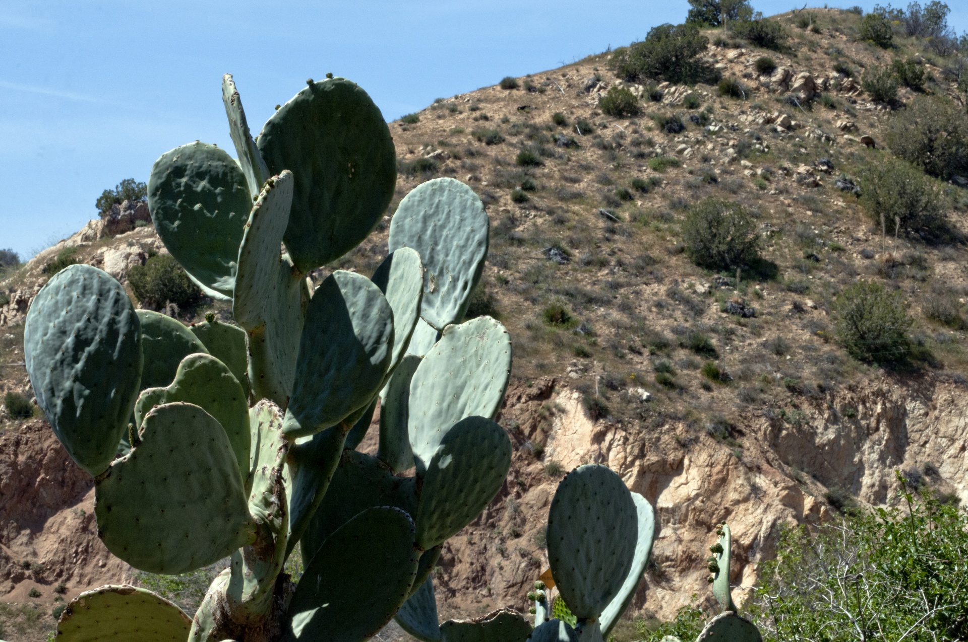 desert cactus cacti free photo