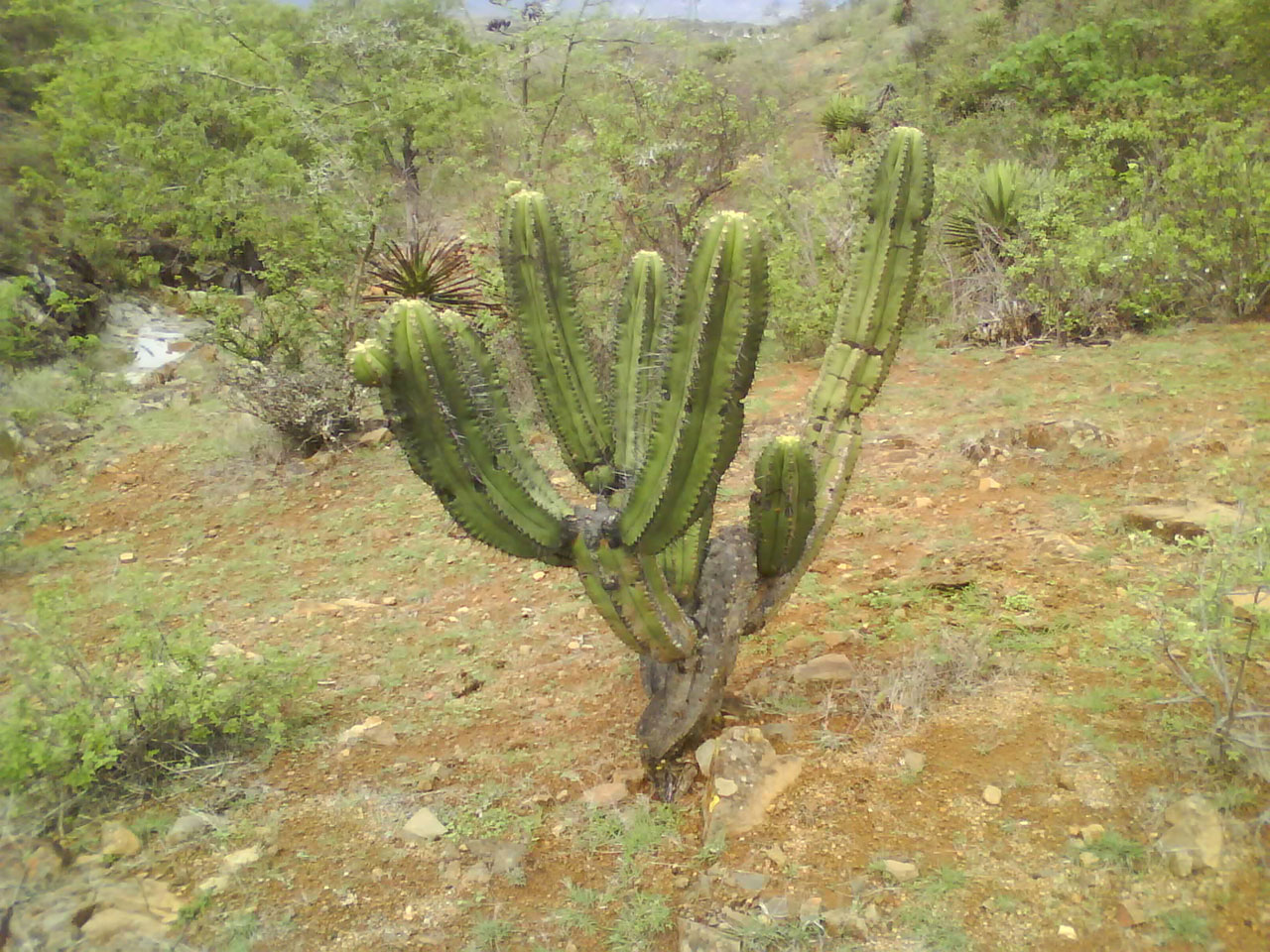 cactus landscape green free photo