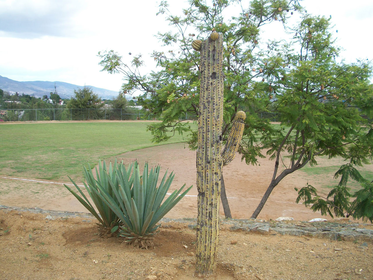 cactus agave park free photo