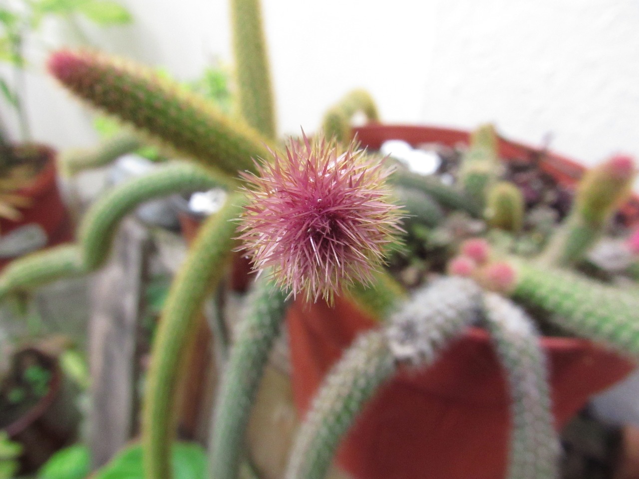 cactus macro pink free photo