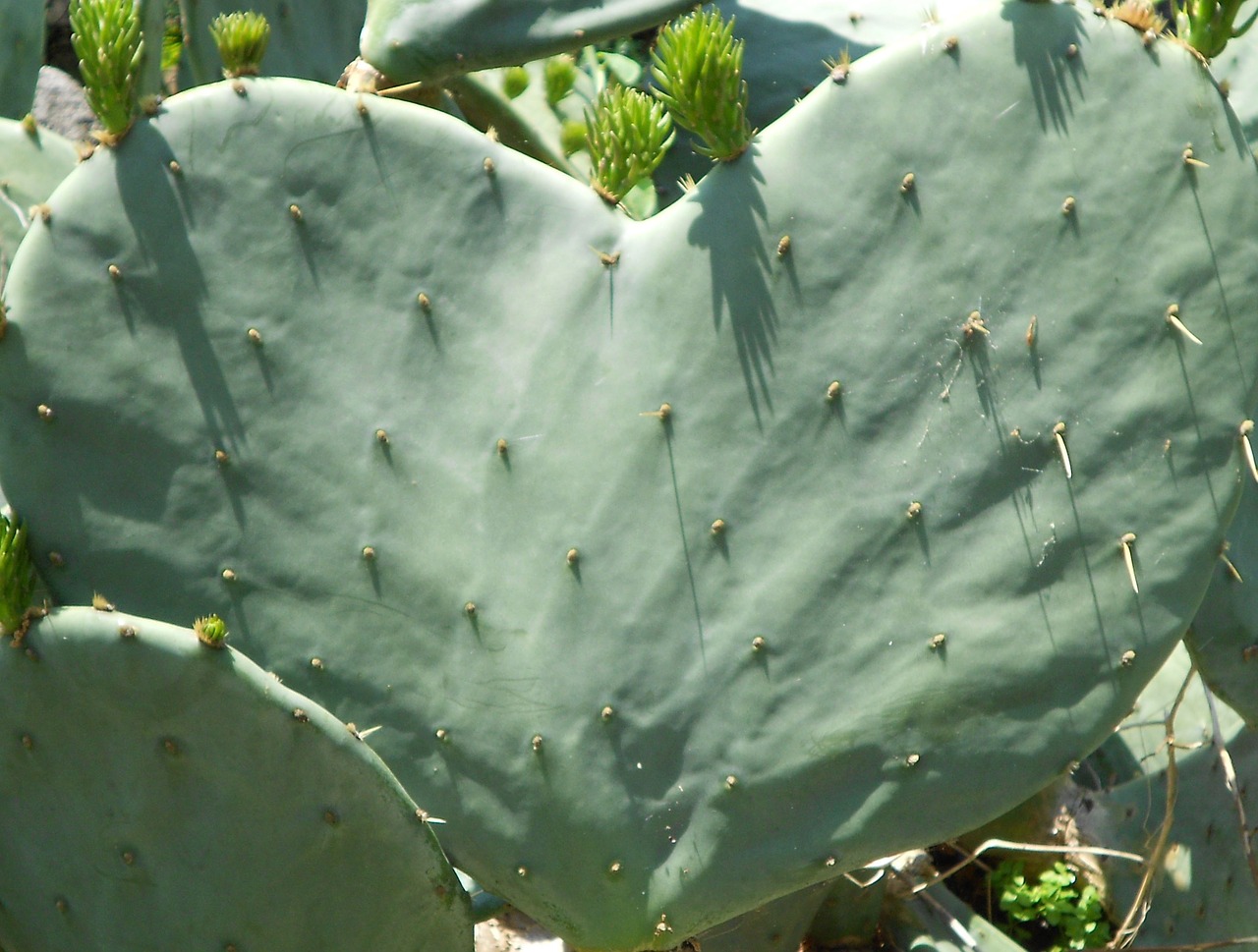 cactus flowers heart free photo