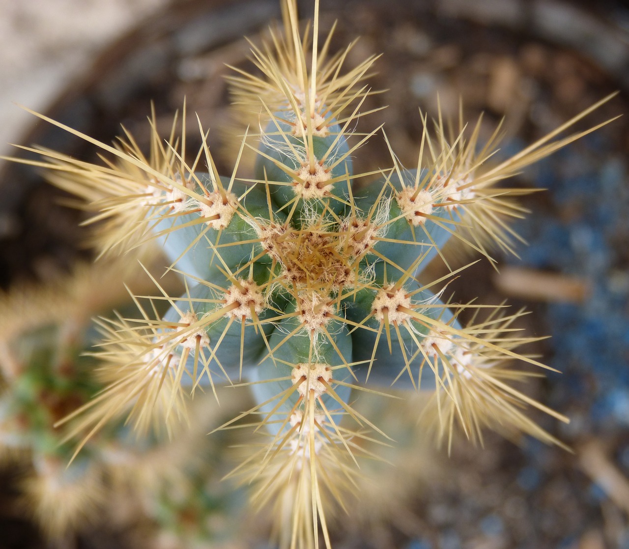 cactus thorns skewers free photo