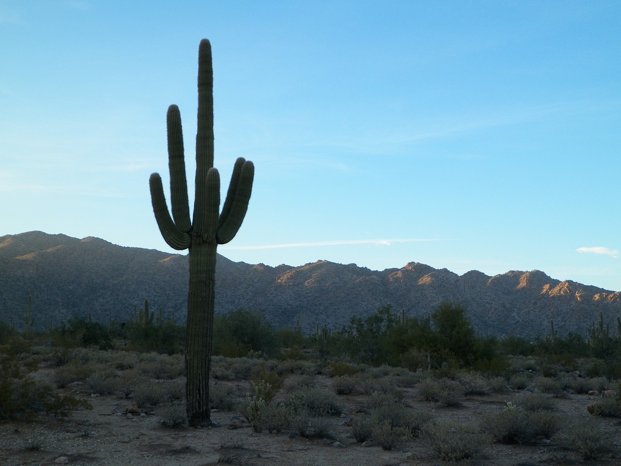cactus desert west free photo