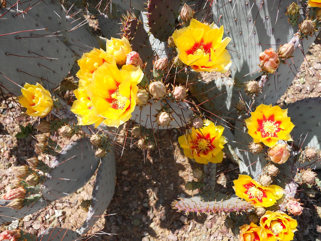 cactus bloom prickly pear free photo