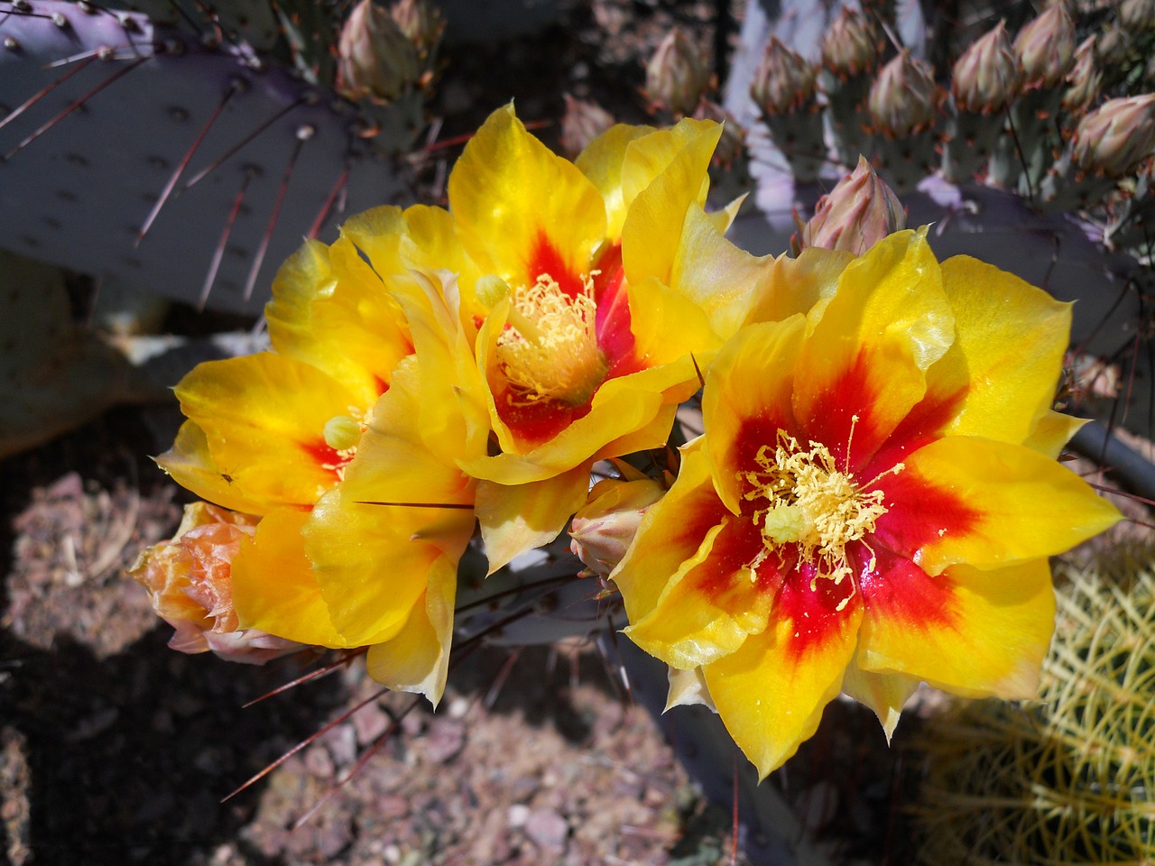 cactus blooming arizona free photo