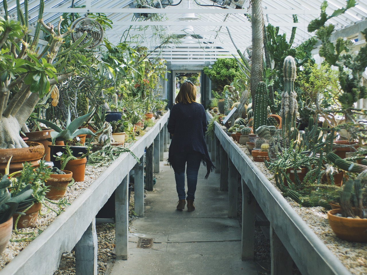 cactus cacti greenhouse free photo