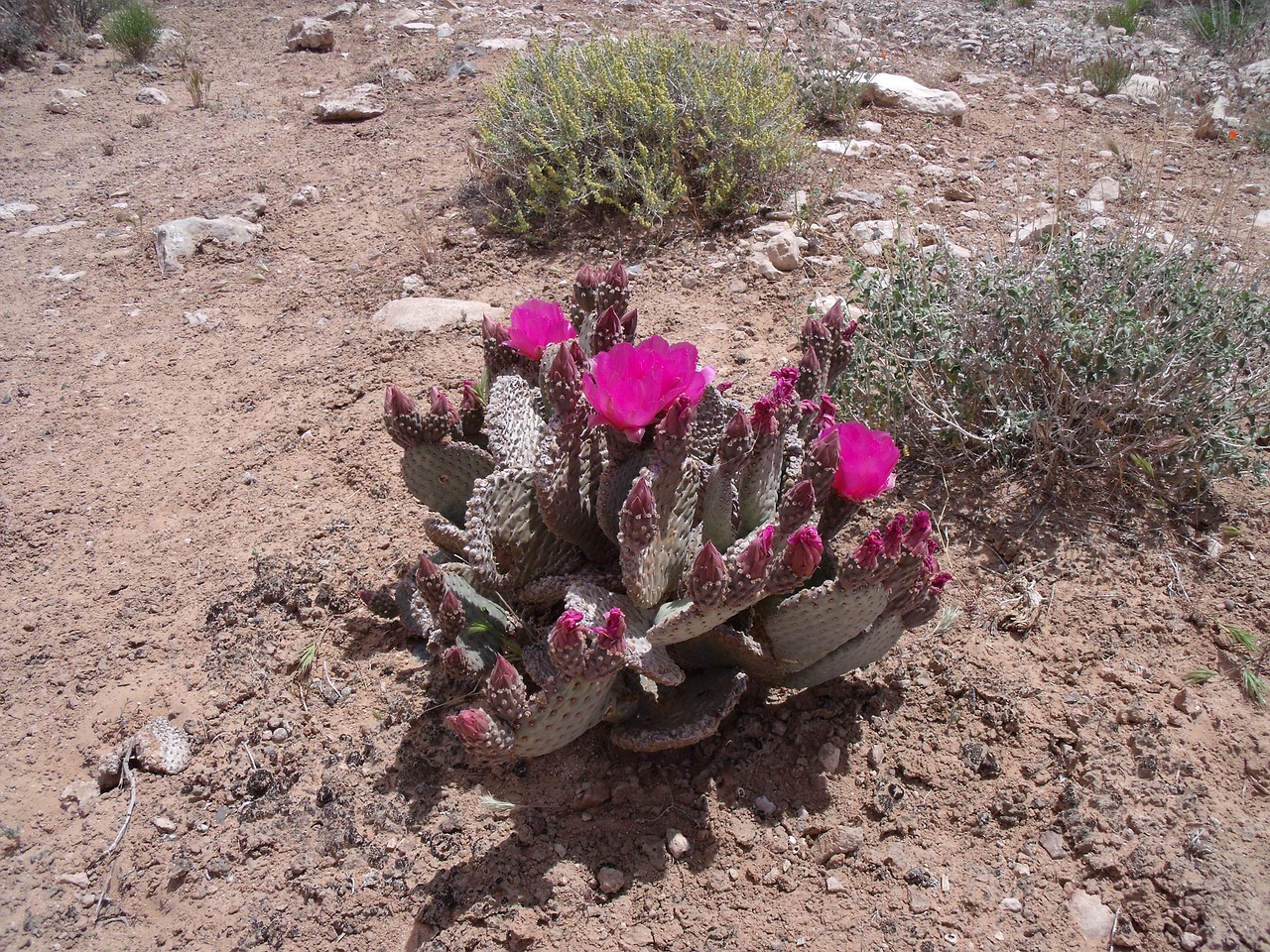 cactus desert nevada free photo