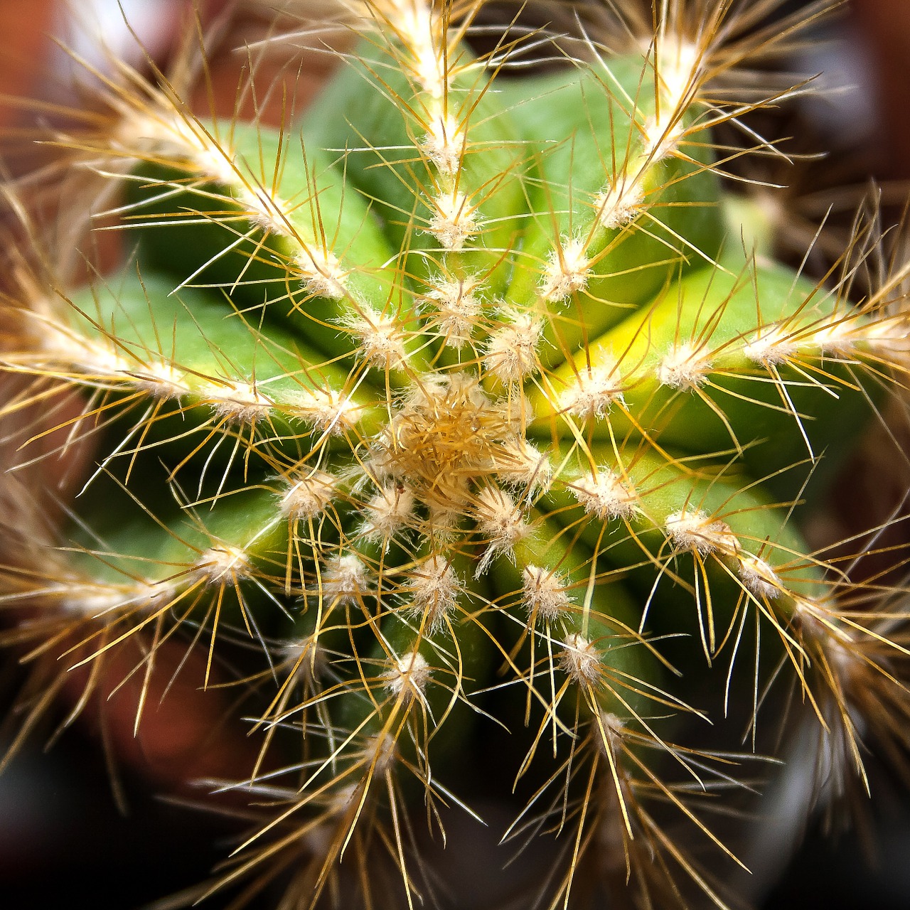 cactus crown cactus plant free photo