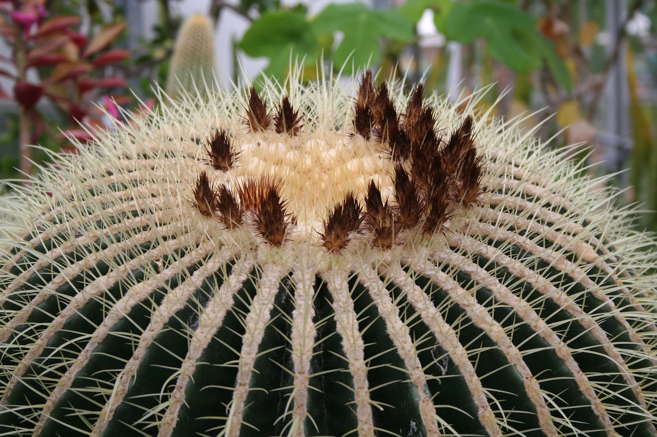 cactus cacti plant free photo